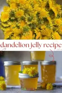 dandelion jelly recipe1